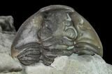 Wide Enrolled Flexicalymene Trilobite - Mt Orab, Ohio #133914-2